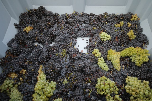 2019 09 vendimia tama 002 mulecarajonero