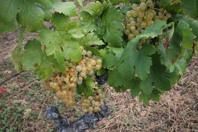 2019 09 vendimia tama 002 mulecarajonero