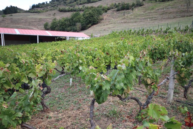 2019 09 vendimia tama 002 mulecarajonero