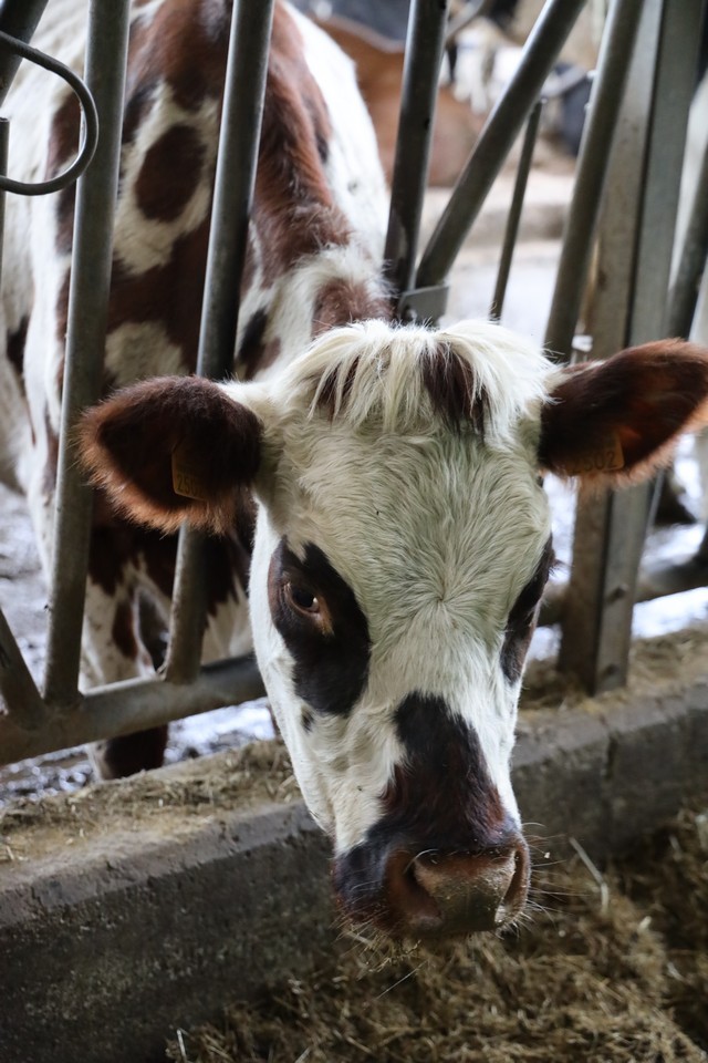 2019 12 mulecarajonero andral 001