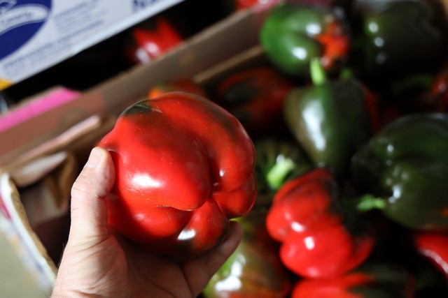 Pimiento de isla de Galo