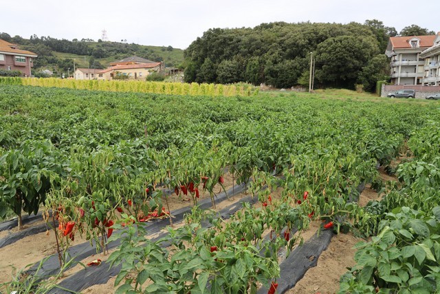 Pimiento de isla de Galo