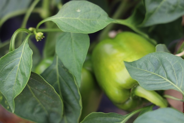 Pimiento de isla de Galo