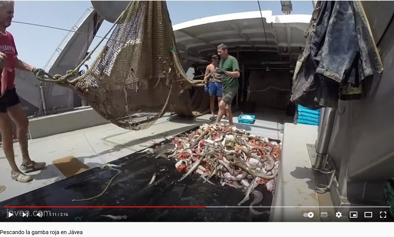 gamba huelva video 03