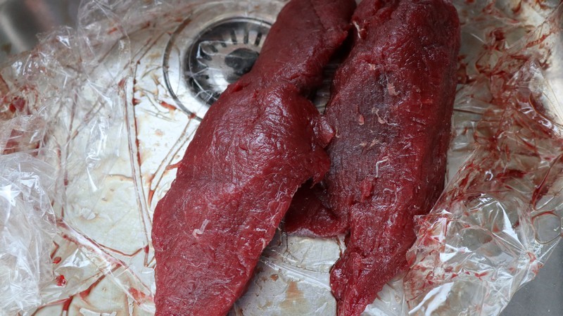 thunnus thynnus