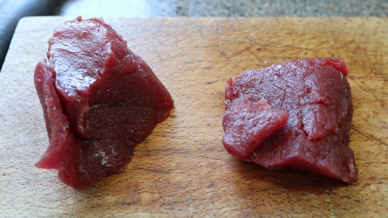 thunnus thynnus