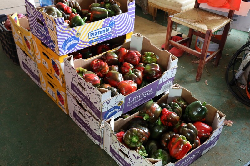 Tomates y pimientos de Isla