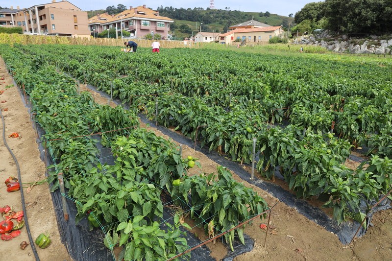 Tomates y pimientos de Isla