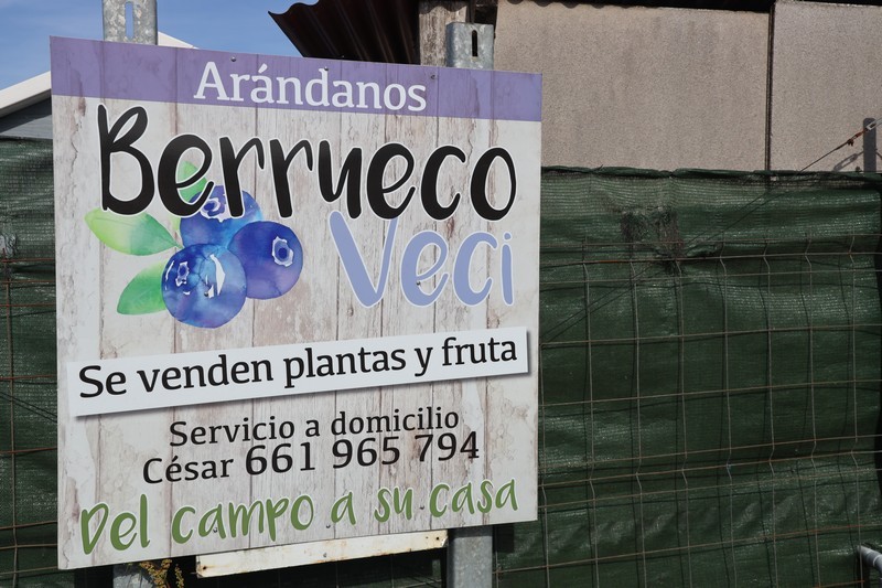 Arandanos Berrueco Veci