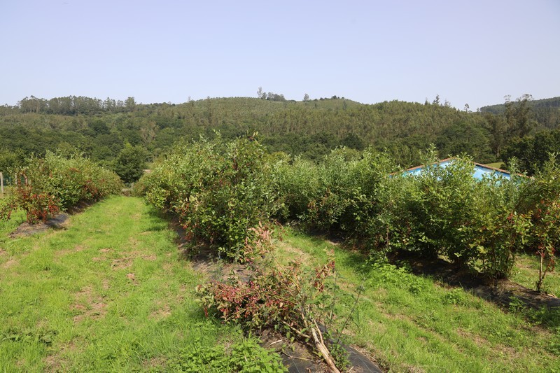 Finca Juanonso