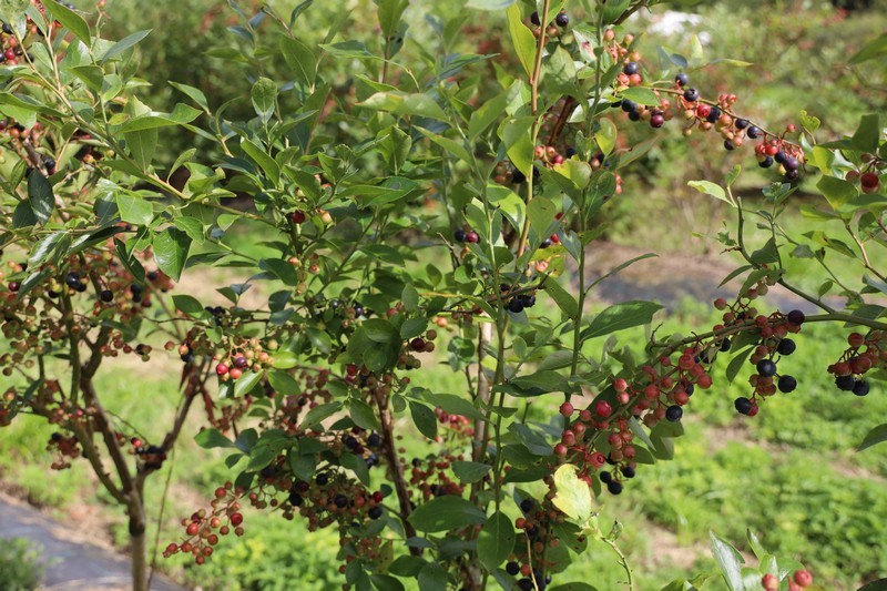 Finca Juanonso