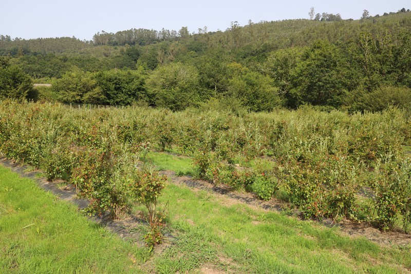 Finca Juanonso