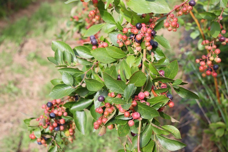 Finca Juanonso