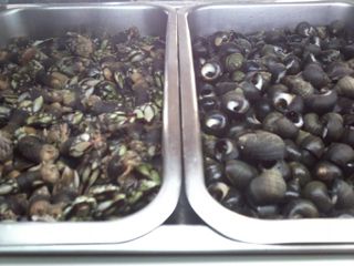 2010_culebrero_000